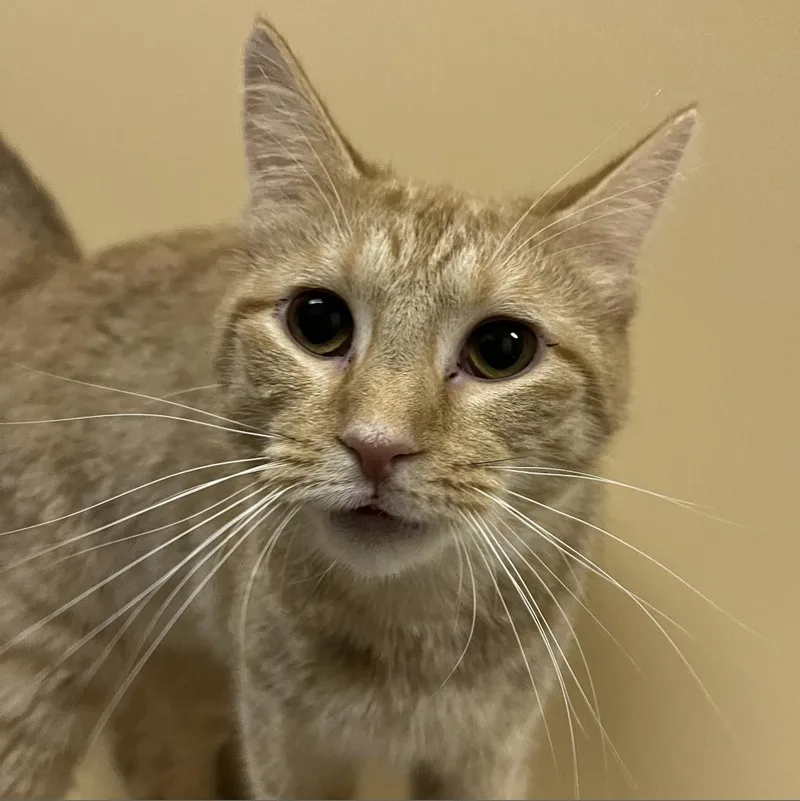 An adult small-sized female Orange / Red Domestic Short Hair cat named Nutmeg for adoption in DAYTON, TN
