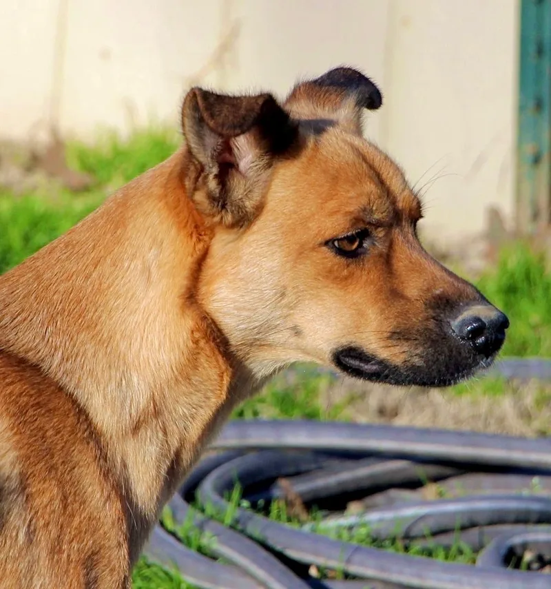 Lilibeth thumbnail 4