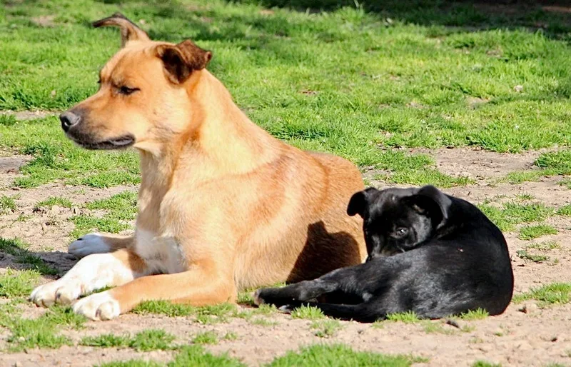 Lilibeth thumbnail 6