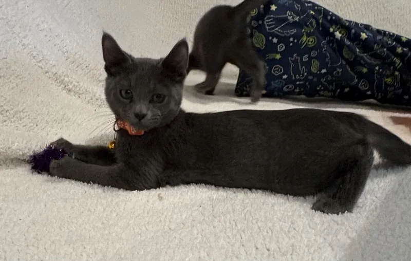 A baby small-sized male Gray / Blue / Silver Domestic Short Hair cat named Pop for adoption in Plymouth, MN