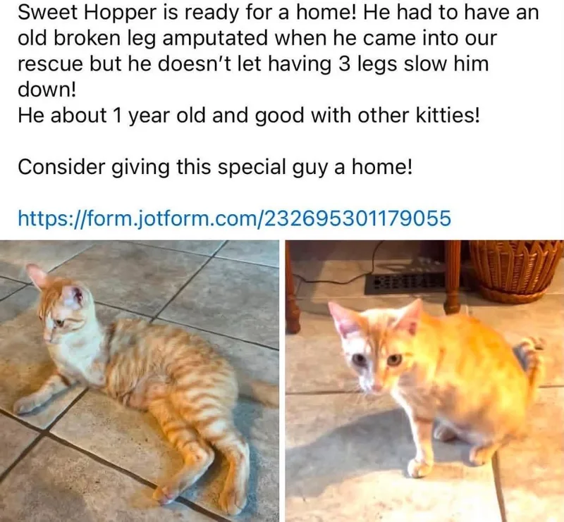 A young medium-sized male Domestic Short Hair cat named Hopper for adoption in Mustang, OK