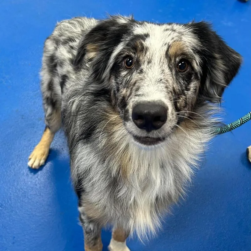 An adult medium-sized male Australian Shepherd dog named Riff for adoption in Medford, NY
