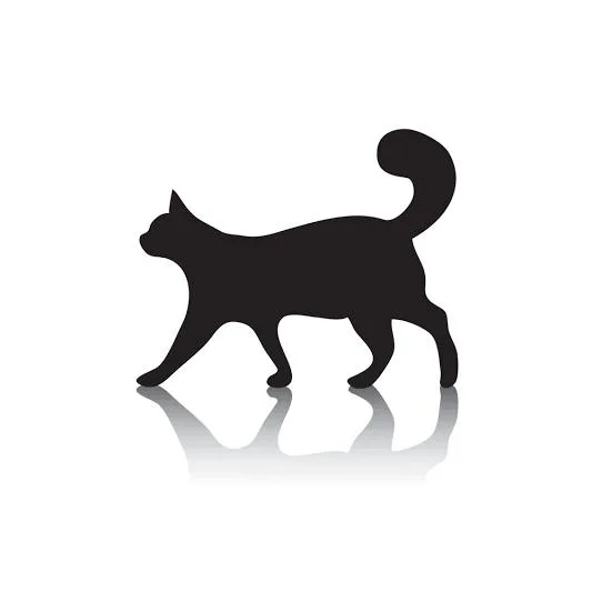 A baby medium-sized female Domestic Short Hair cat named Posie for adoption in Columbus, NC