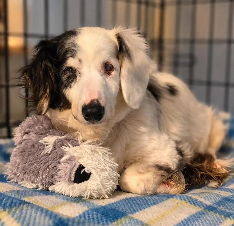 A senior small-sized female Dachshund dog named Mollie Pop for adoption in El Dorado, AR