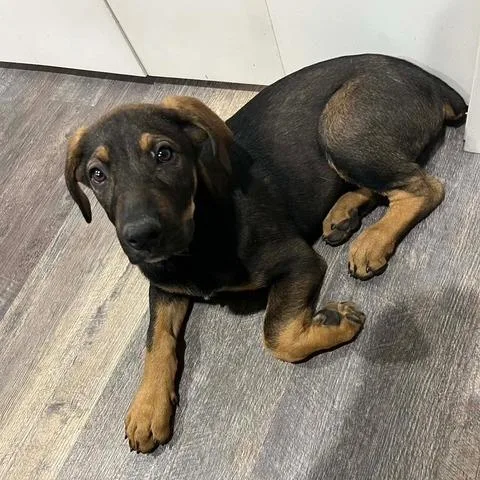 A baby medium-sized male Black Doberman Pinscher dog named Rainier for adoption in Spokane, WA