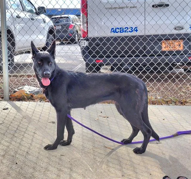 A young large-sized female German Shepherd Dog dog named Loba for adoption in Charlotte, NC