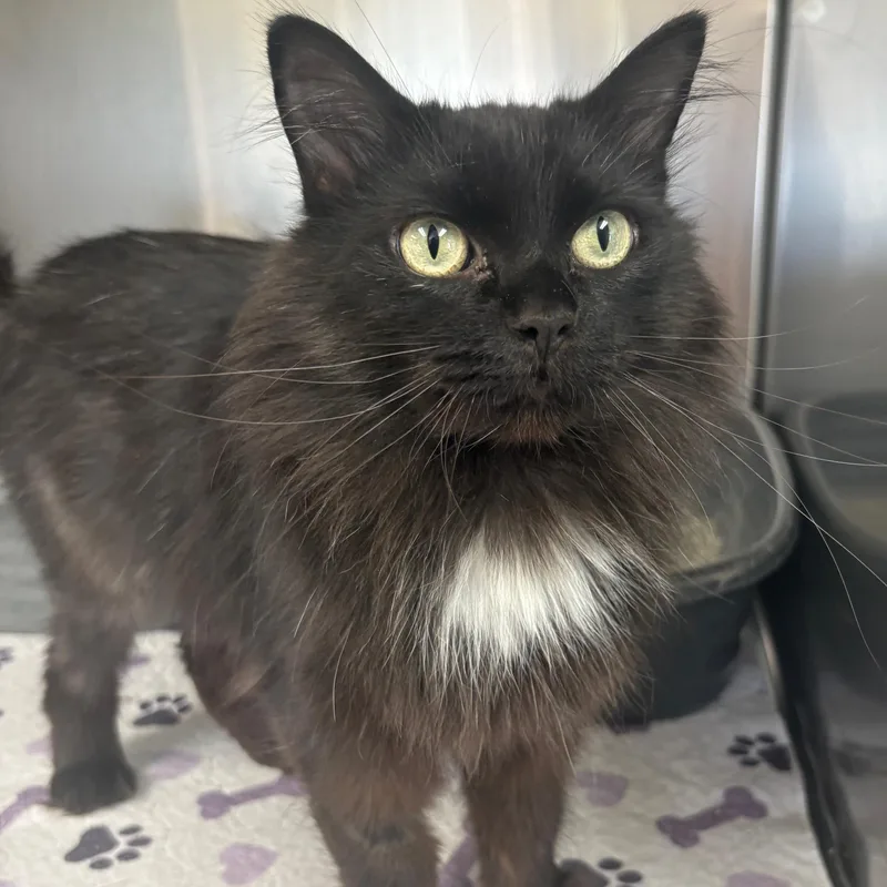 A senior medium-sized female Domestic Medium Hair cat named Jasmin for adoption in Godfrey, IL