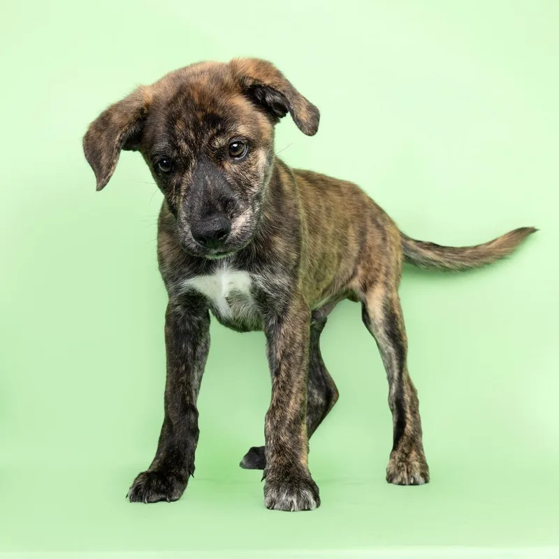 A baby medium-sized male Brown / Chocolate Mixed Breed dog named Sheriff for adoption in Franklin, TN