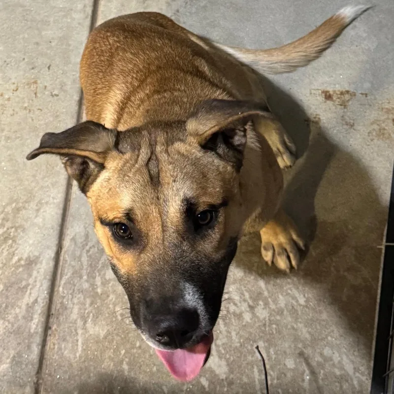 A young medium-sized male Yellow / Tan / Blond / Fawn Anatolian Shepherd dog named Amadeus for adoption in Birmingham, AL