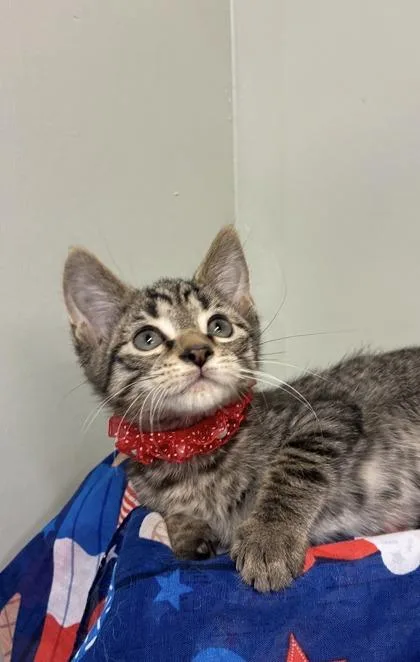 A baby medium-sized female Domestic Short Hair cat named Sheena for adoption in Picayune, MS