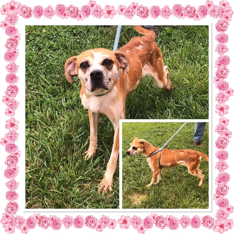 A young medium-sized female Red / Chestnut / Orange Mixed Breed dog named Pumpkin for adoption in Buckhannon, WV