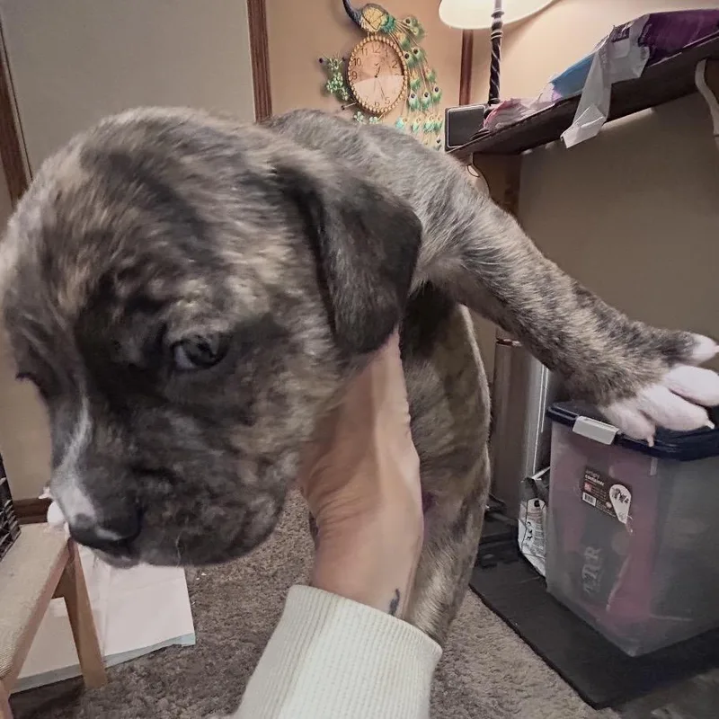 A baby small-sized male Gray / Blue / Silver Beagle dog named Rocky for adoption in Uniontown, PA