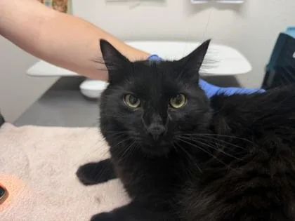 A young small-sized male Domestic Short Hair cat named Malarkey for adoption in Sacramento, CA