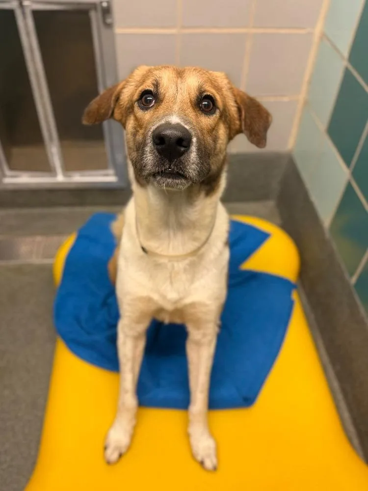 An adult medium-sized male White / Cream Collie dog named Barley for adoption in Aurora, CO