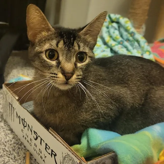 A young medium-sized female Black Domestic Short Hair cat named Bluebell Starkey for adoption in Morrison, CO