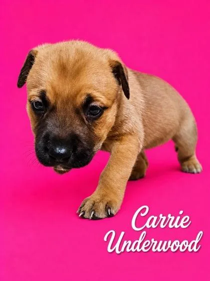 Carrie