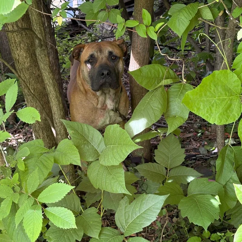 An adult medium-sized male Brown / Chocolate Terrier dog named Fawzi for adoption in St. Louis, MO