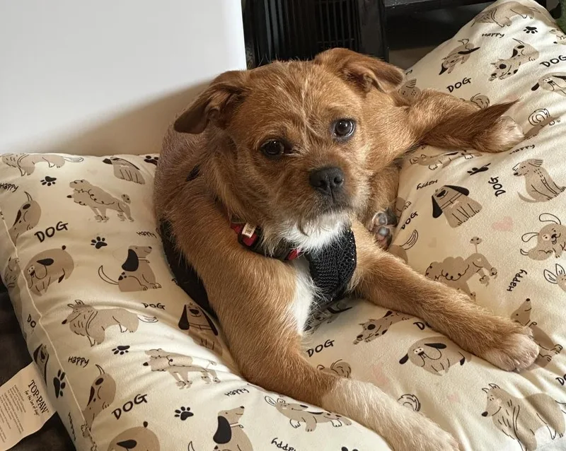 A young small-sized female Terrier dog named Olive for adoption in Willingboro, NJ