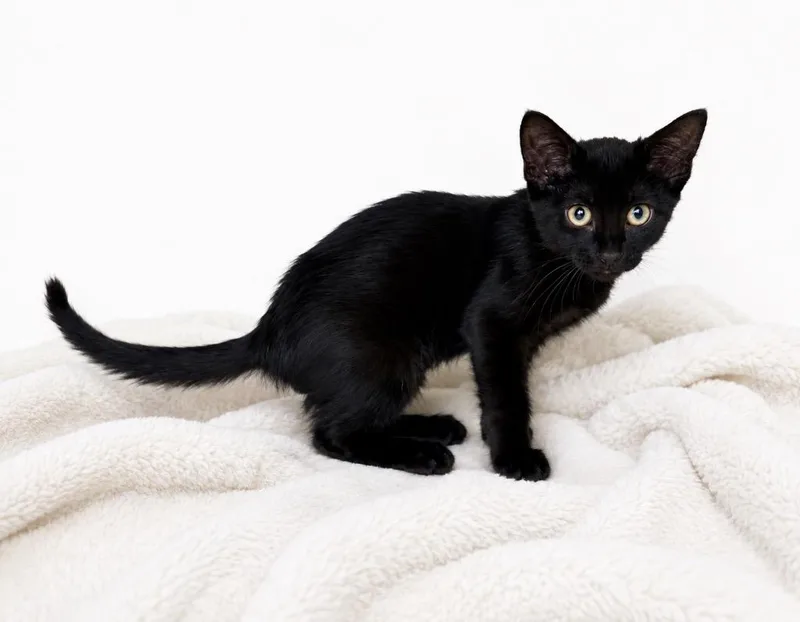 A baby medium-sized male Domestic Short Hair cat named Sirloin for adoption in Fort Lupton, CO