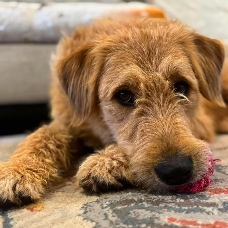 A young large-sized male Golden Goldendoodle dog named Scooter for adoption in Kiowa, OK