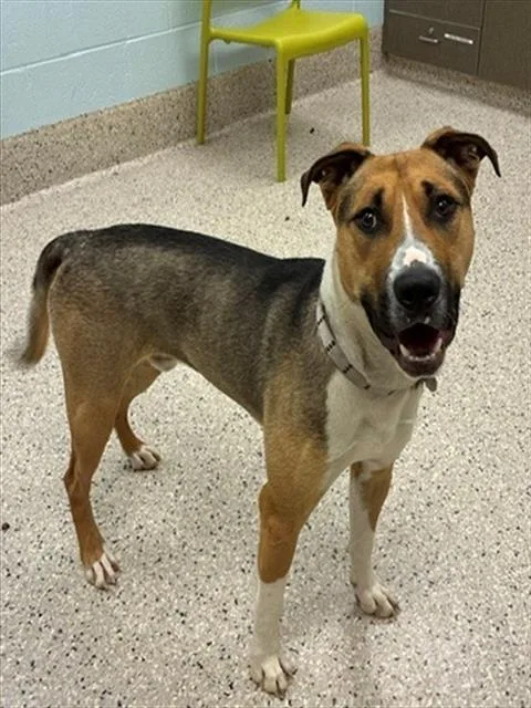 A young large-sized male Black Mouth Cur dog named Rocky for adoption in Brighton, CO