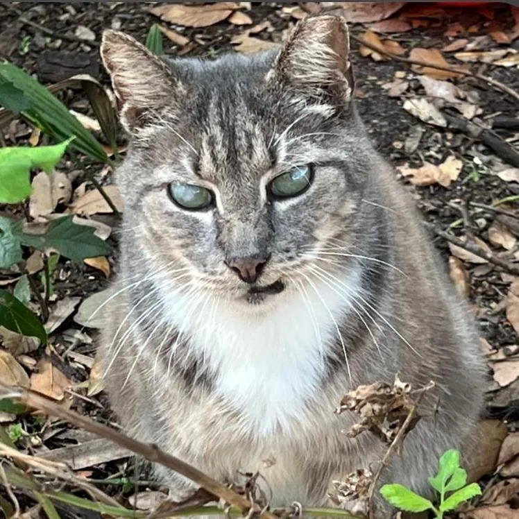 A senior medium-sized male Gray / Blue / Silver Domestic Medium Hair cat named Stormy for adoption in Titusville, FL