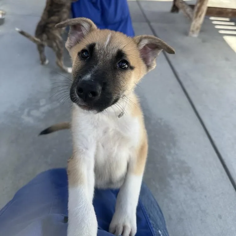 A baby small-sized male Yellow / Tan / Blond / Fawn Great Pyrenees dog named Dr. Nefario for adoption in Long Beach, CA