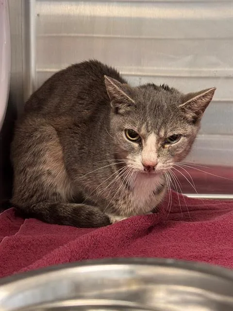 A young medium-sized female Domestic Short Hair cat named Monica for adoption in Tustin, CA