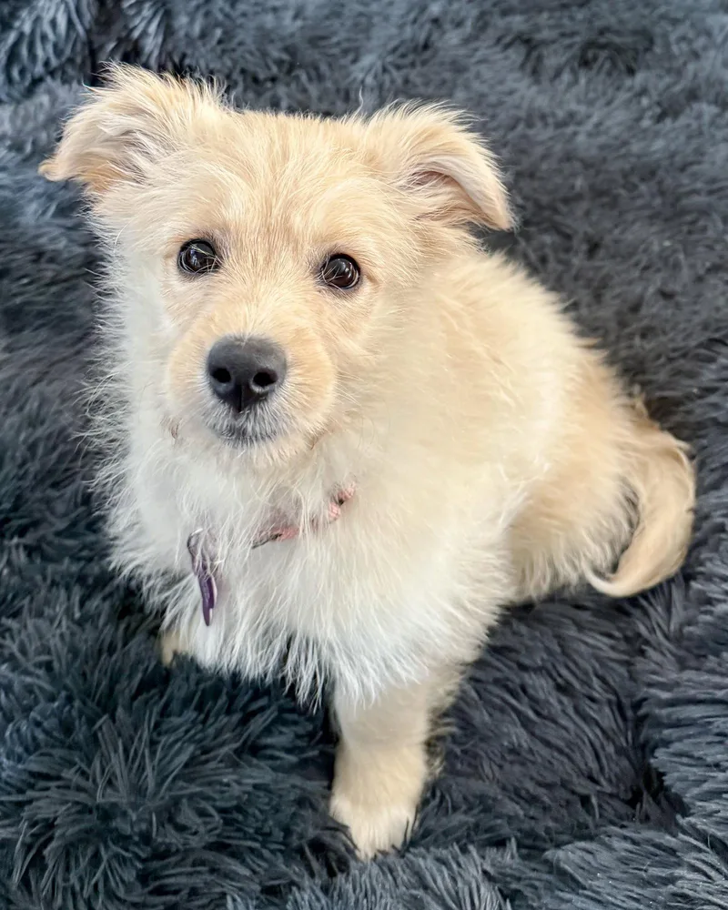 A baby medium-sized female Terrier dog named Peaches for adoption in Corona, CA