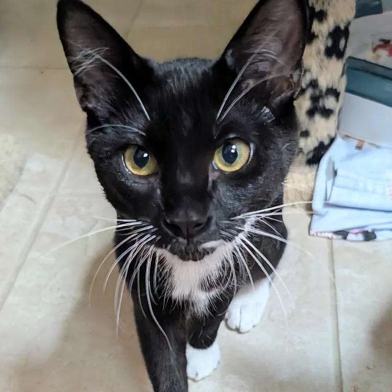 A baby small-sized female Black Domestic Short Hair cat named Rambo for adoption in Wheeling, IL
