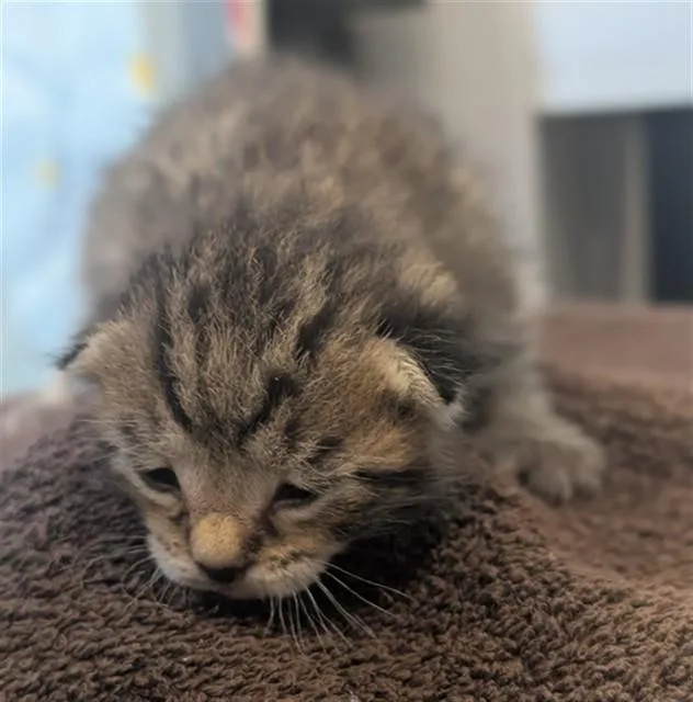 A baby small-sized male Domestic Short Hair cat named Aemond for adoption in Riverside, CA