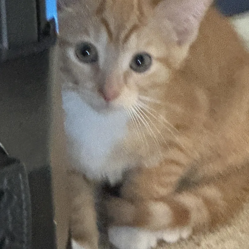 A baby medium-sized male Orange & White Domestic Short Hair cat named Apollo for adoption in Cleveland Heights, OH