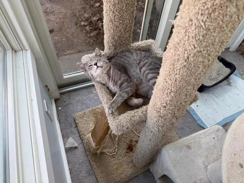 A baby medium-sized female Tabby (Gray / Blue / Silver) Domestic Short Hair cat named Blossom Aka Flower for adoption in Raritan, NJ