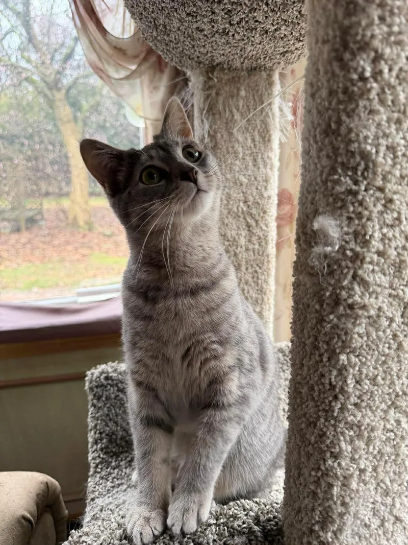 Blossom Aka Flower thumbnail 2