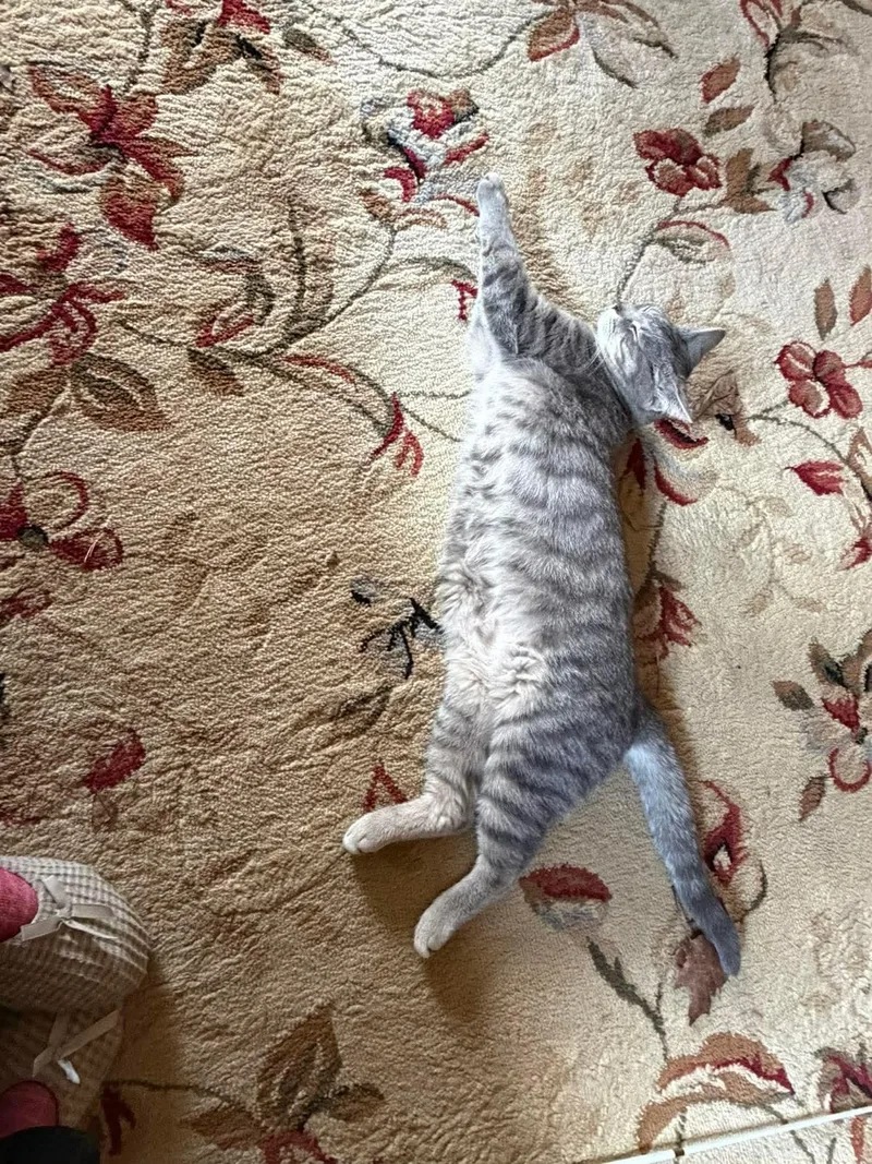 Blossom Aka Flower thumbnail 3