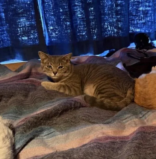 Blossom Aka Flower thumbnail 4