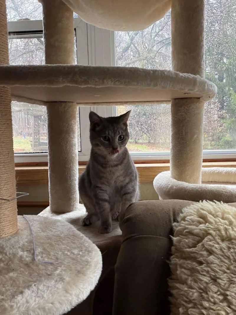 Blossom Aka Flower thumbnail 5