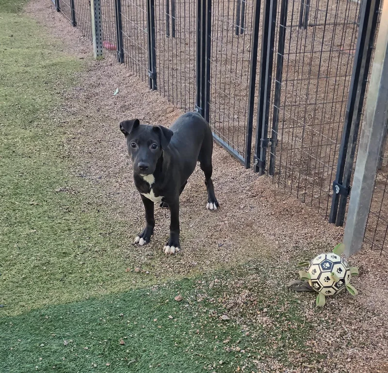 A baby medium-sized female Labrador Retriever dog named Mirage for adoption in Apache Junction, AZ