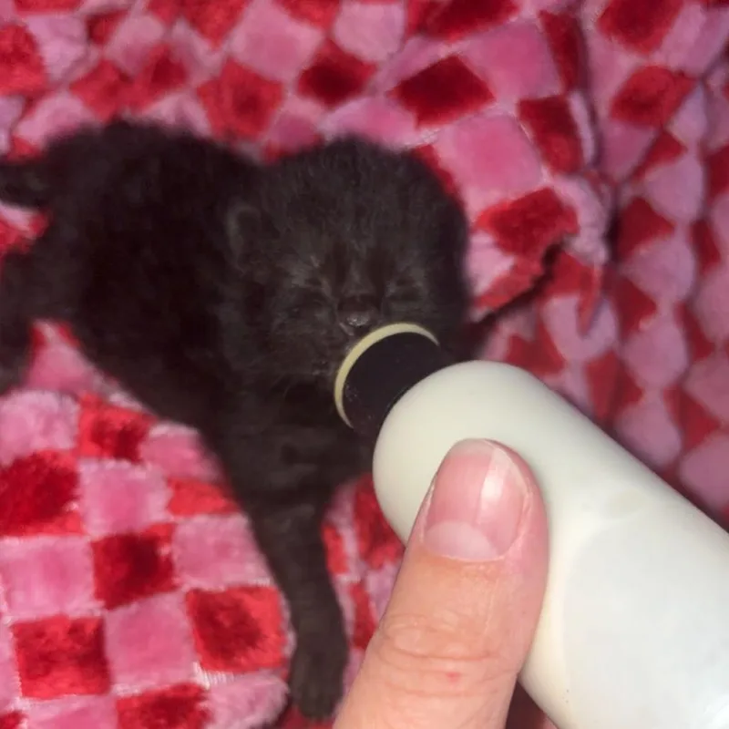 A baby small-sized male Black Domestic Medium Hair cat named Ash for adoption in Delaware, OH