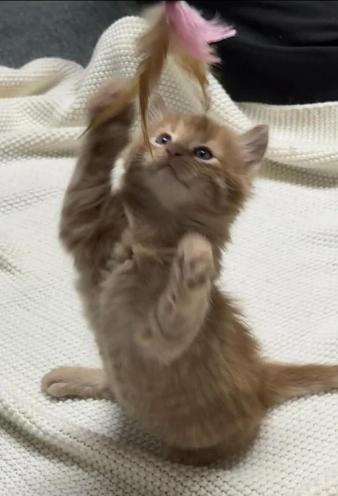 A baby small-sized male Orange / Red Tabby cat named Chaplin for adoption in Dallas, TX