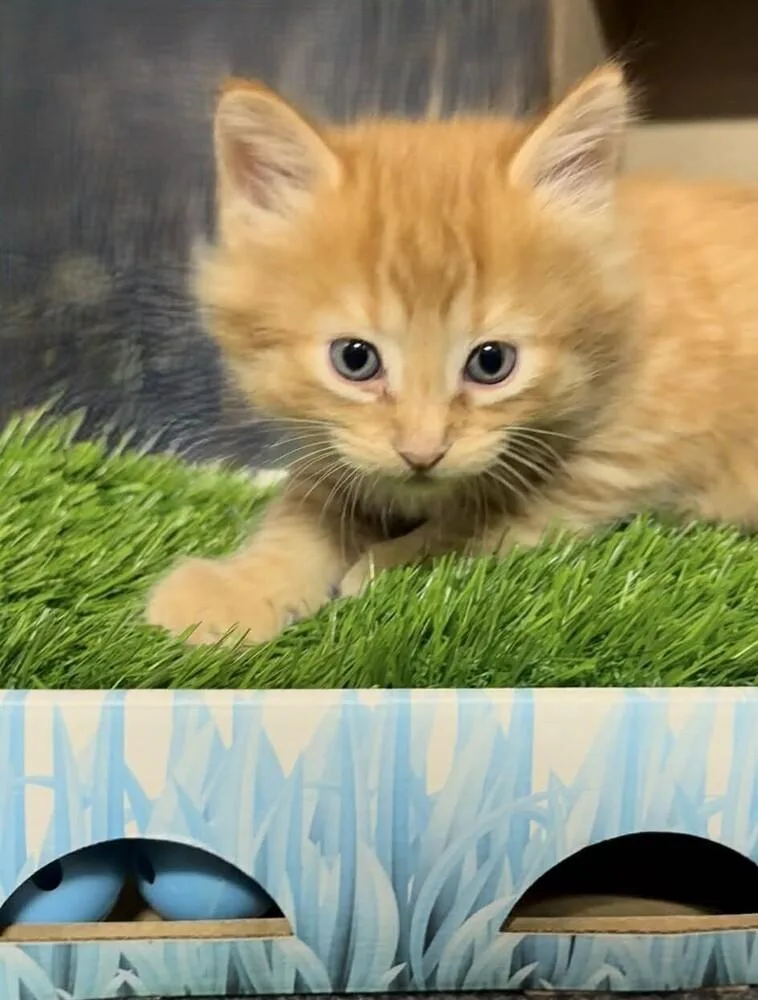 Chaplin thumbnail 6