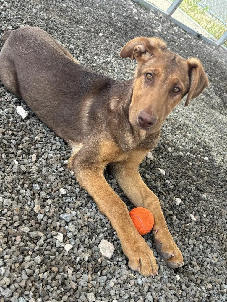 A baby medium-sized male Doberman Pinscher dog named Archer for adoption in Moriarty, NM