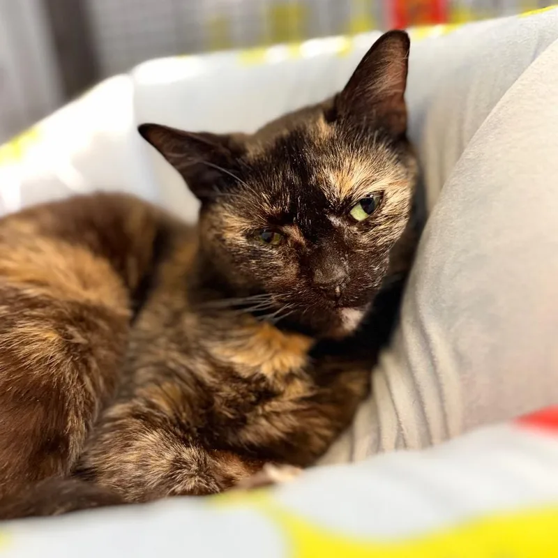 An adult medium-sized female Domestic Short Hair cat named Skyler for adoption in Portage, MI
