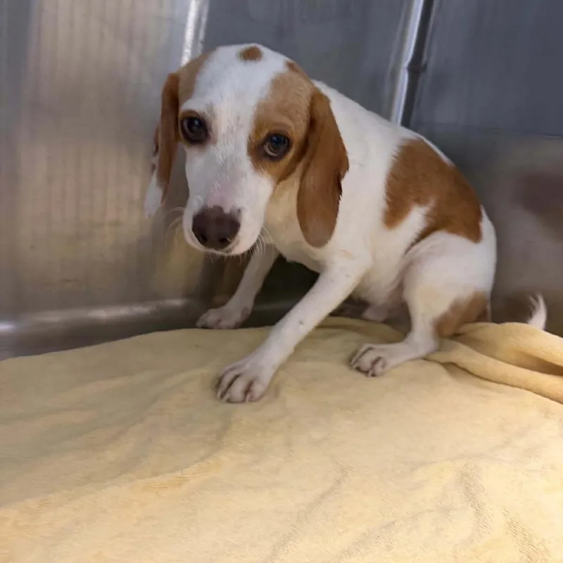 A young small-sized male Yellow / Tan / Blond / Fawn Beagle dog named Dustin for adoption in Blue Ridge, GA