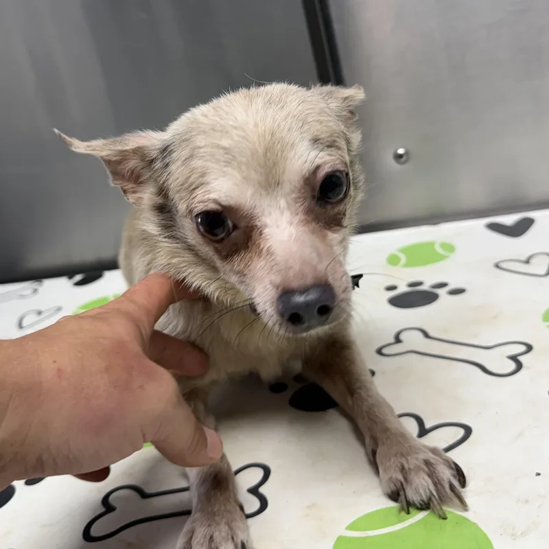 An adult small-sized male Yellow / Tan / Blond / Fawn Chihuahua dog named Alfredo for adoption in Blue Springs, MO
