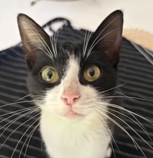 A young medium-sized female Domestic Short Hair cat named Panda for adoption in Naples, FL