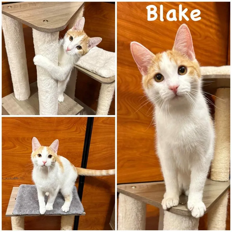 Blake thumbnail 3