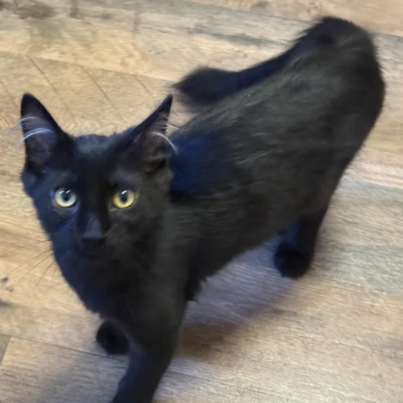 A baby medium-sized male Black Domestic Medium Hair cat named Jet for adoption in Oakley, CA