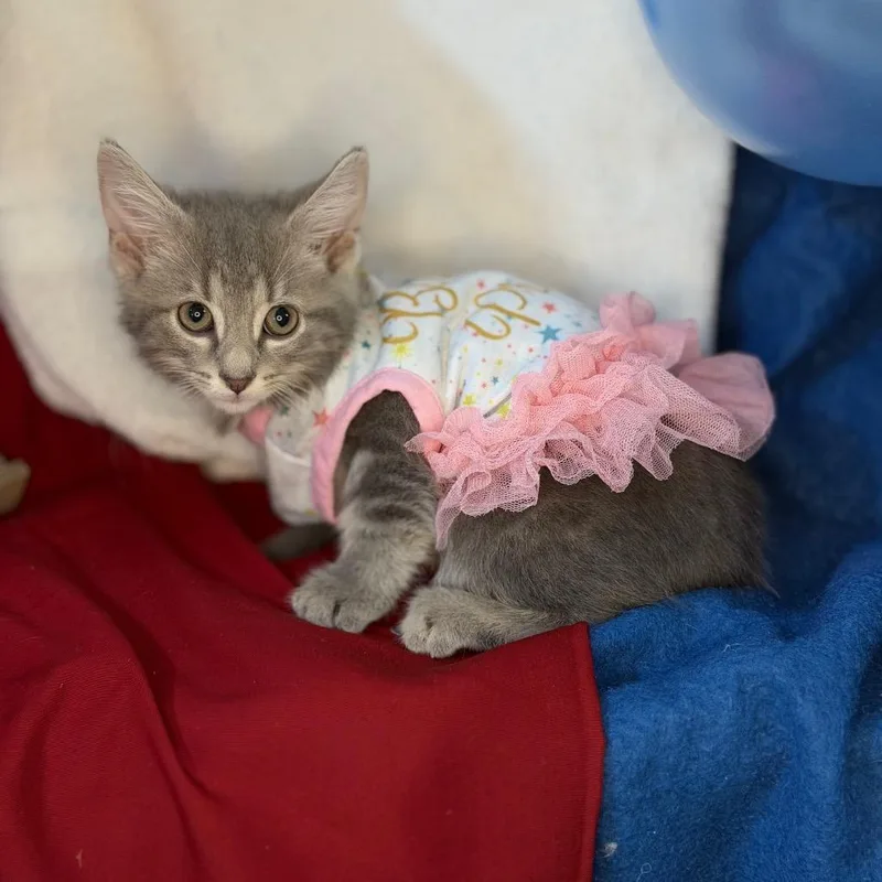 A baby small-sized male Gray / Blue / Silver Domestic Short Hair cat named Rowdy for adoption in Mount Vernon, IL