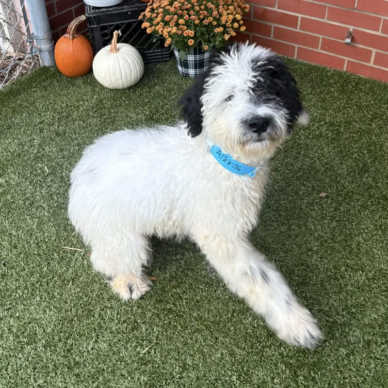 A baby large-sized male Goldendoodle dog named Odie for adoption in China Township, MI